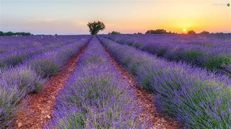 Trees Viewes Lavender Sunrise Field Flowers Wallpapers 1920x1080
