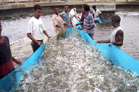 Fresh Water Fish For Healthier Lifestyle Eritrea Ministry Of Information