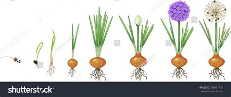 Life Cycle Onion Onion Growth Stagesஸடக வகடர உரமததக
