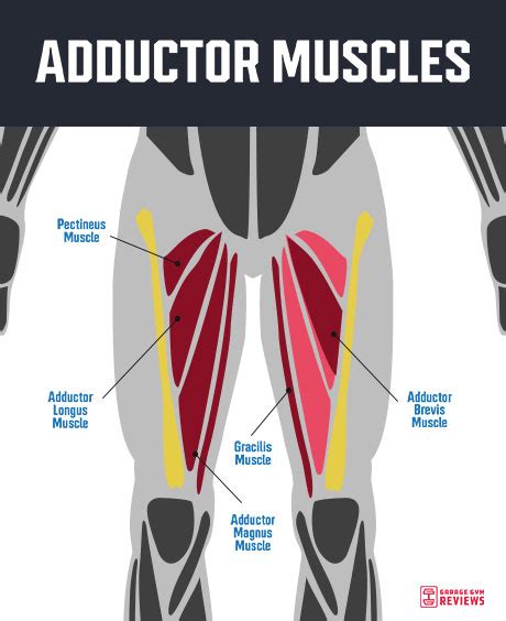 The Best Adductor Exercises To Build Hip Strength Garage Gym Reviews