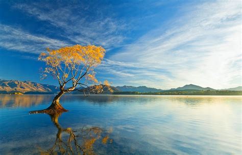 Lakes Drowned Willow Tree Lake Wanaka Sunrise Beautiful New Zealand