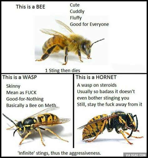 The Difference Between Honey Bees And Wasps