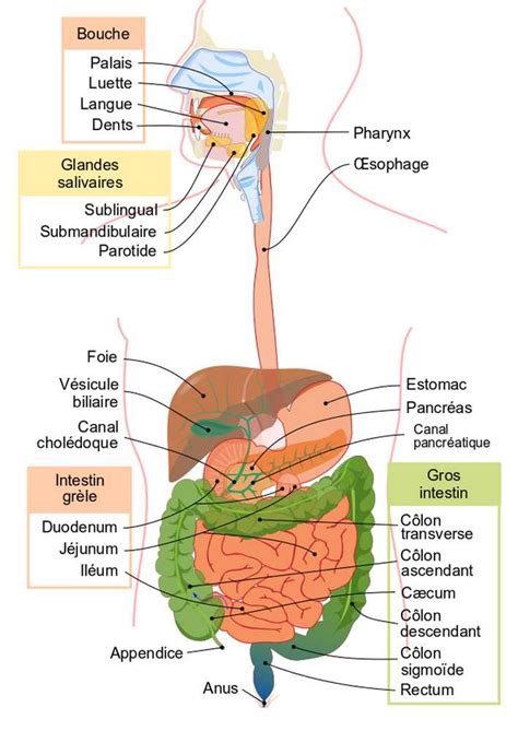 Système Digestif Introduction Et La Cavité Buccale Nha Naturolistique