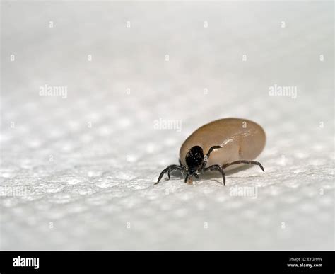 Engorged Tick Insect Macro Brought Home By My Dog Stock Photo Alamy