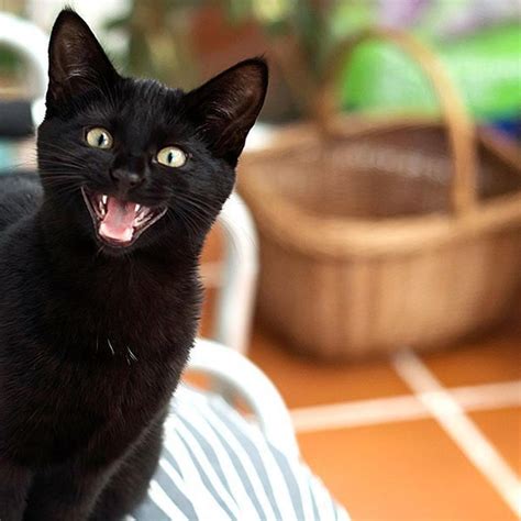 Faint markings may appear in certain. Three Ways Black Cats Will Bring You Good Luck - Thinking ...