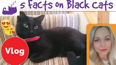 Black cat appreciation day on august 17th aims to dispel all myths surrounding black cats. Top 5 facts about black cats - Black Cat Appreciation Day ...