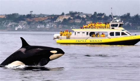 DTN - Prince of Whales | Whale watching trip, Whale watching, Whale watching tours