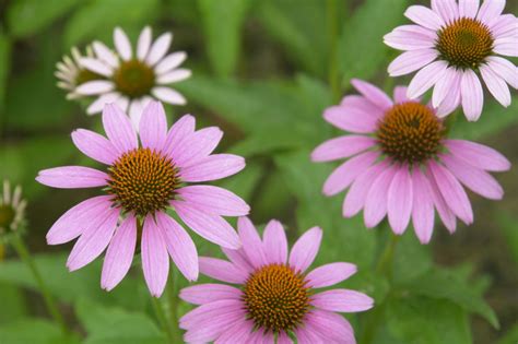 Ample soil moisture and sunny location are ideal for flowering and lush growth. A List of Perennial Flowers That Bloom All Summer (With ...