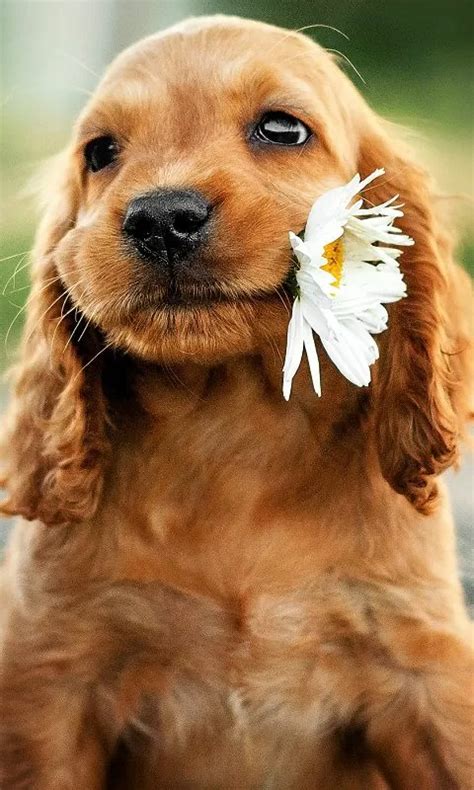 Los 10 Mejores Fondos De Perros 2021 Super Cute Puppies Really Cute