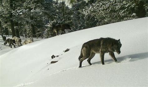 As Oregon Wolves Rebound Tensions Rise Over Livestock Attacks