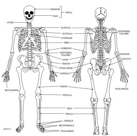 Skeleton Diagram And Labeled Printable Human Skeleton Diagram Labeled