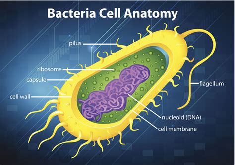 Some bacterial cells have fimbriae dna transfer but no animal cells do so 5. An In-depth Look at the Structure and Functions of the ...