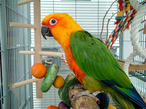 Bird flu symptoms in chickens, 鳥 インフルエンザ 症状, vet student, vet tech, learn at poultry ranch. Can Parrots Get Sick from Humans? - Animals HQ