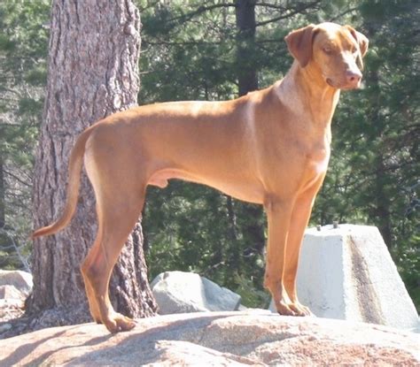 Download and use rhodesian ridgeback stock photos for free. Rhodesian Ridgeback Dog Breed Information and Pictures