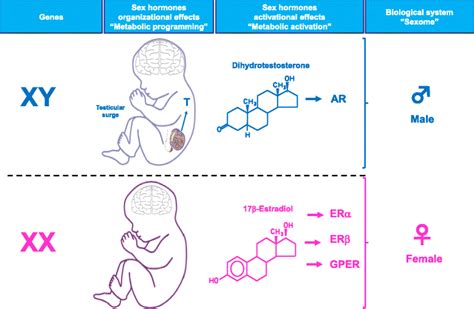 Sex Differences In Metabolic Homeostasis Diabetes And Obesity