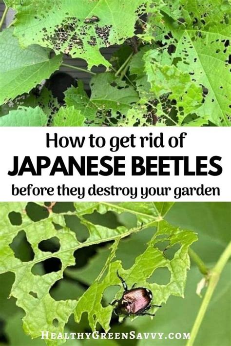 Top 10 How To Get Rid Of Japanese Beetles Naturally