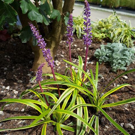 Liriope Muscari Silvery Sunproof Vivace Couvre Sol Persistante à