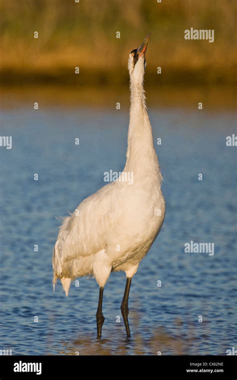 Whooping Crane Grus Americana Wintering At Aransas National Wildlife