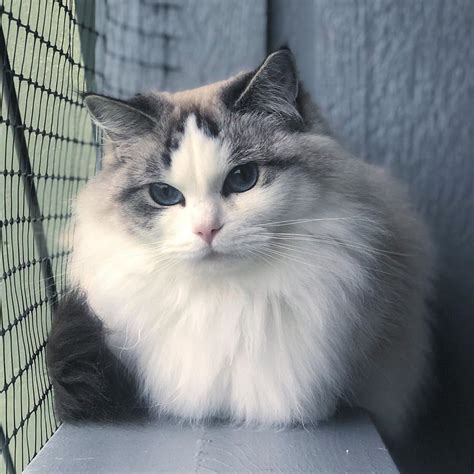 17 Of The Prettiest Ragdoll Cats On The Internet Cuteness Ragdoll