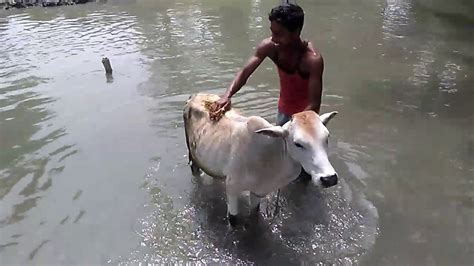 Cow Bathing In The Riverat Our Village Youtube