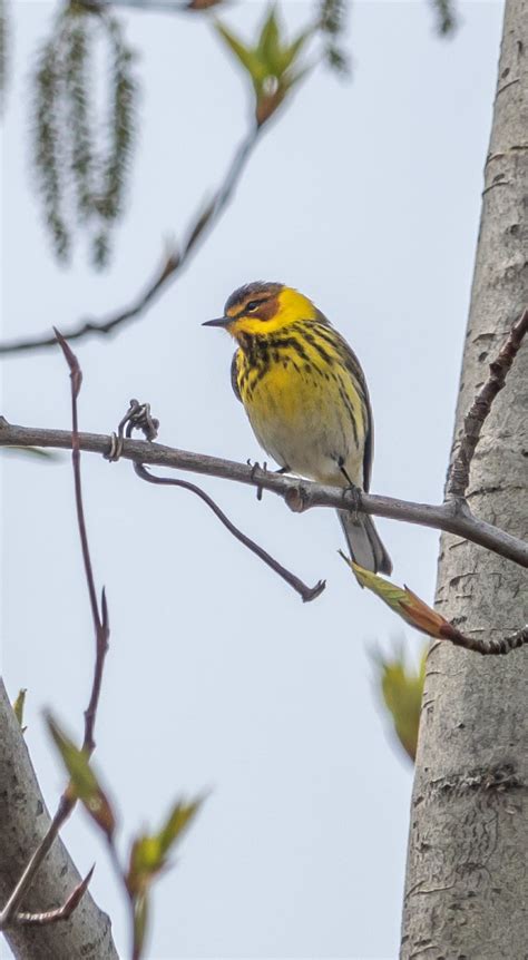 Small Migratory Bird Quiz Questions Miles Hearn