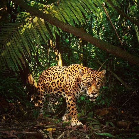 Yasuni Itt Jaguar Pictures National Geographic Animals Animals