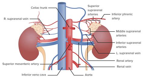Glándulas Suprarrenales Anatomía Concise Medical Knowledge