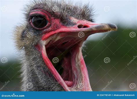 The Muzzle Of An Adult Ostrich With An Open Mouth Close Up Stock Image