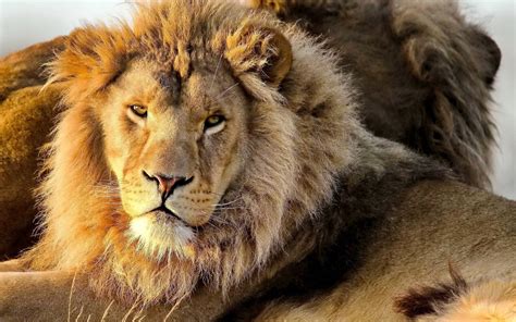 Lion Desktop Backgrounds - Wallpaper Cave