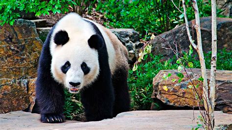 Большая панда - горный медведь Тибета. Описание и фото большой панды