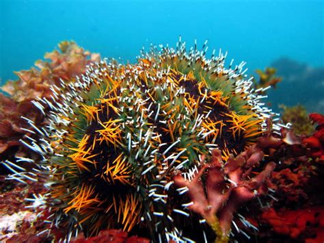 Scientists Discover That Sea Urchin Releases Poisonous Jaws When Threatened