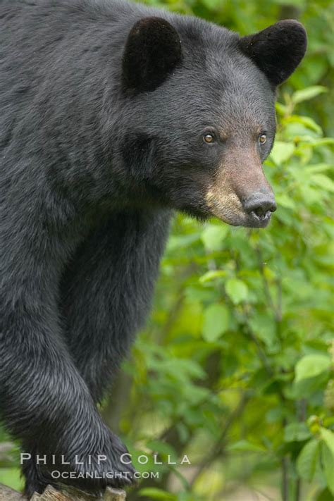American Black Bear Ursus Americanus Orr Minnesota 18757