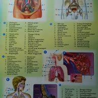Poster Tentang Merawat Organ Pernapasan