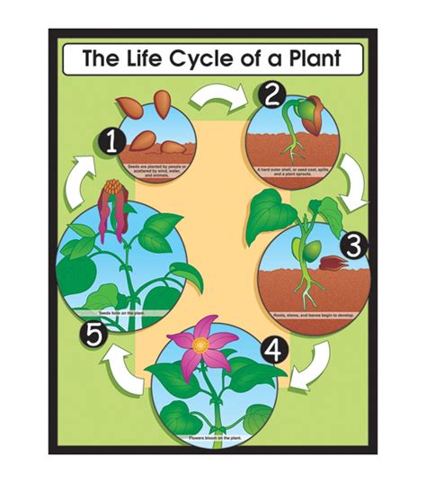 Carson Dellosa The Life Cycle Of A Plant Chart 6pk Life Cycles