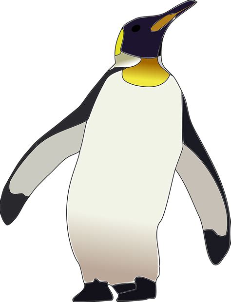 Download Emperor Penguin Penguin Bird Royalty Free Vector Graphic