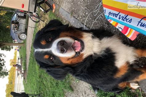 Red Bernese Mountain Dog Puppy For Sale Near Des Moines Iowa