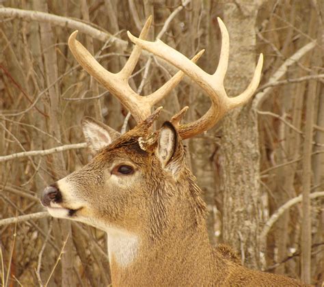 Whitetail Deer John J Schelling Flickr