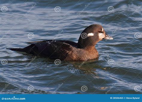 Female Harlequin Duck Stock Image Image Of Histrionicus 28506465