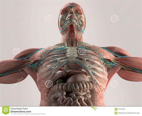 Prep for a quiz or learn for fun! Human Anatomy Chest From Low Angle. Bone Structure. Veins ...