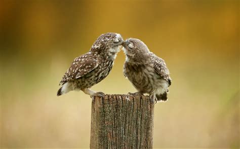 Owl Couple Hd Birds 4k Wallpapers Images Backgrounds Photos And