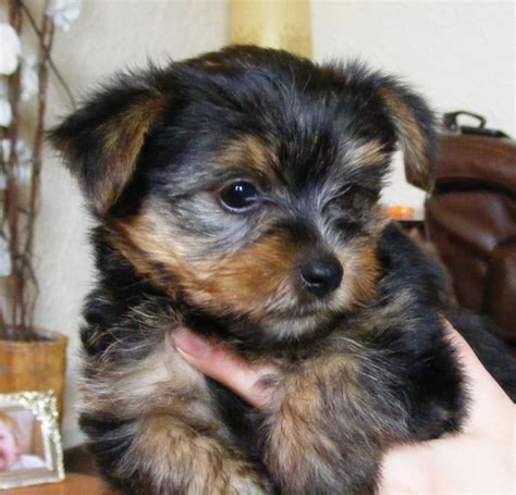 If you see this picture. Yorkshire Terrier x Porkie Puppies. | Mirfield, West Yorkshire | Pets4Homes