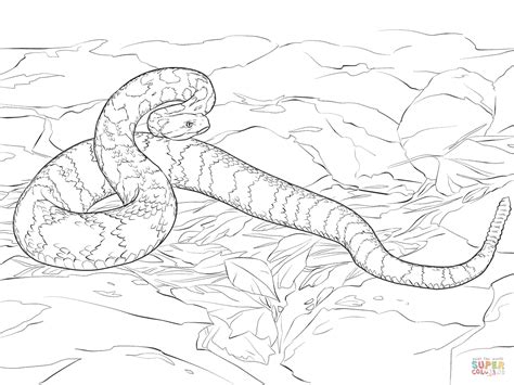 Crotalus is a genus of venomous pit vipers in the family viperidae, known as rattlesnakes or rattlers. Timber Rattlesnake coloring page | Free Printable Coloring ...
