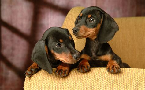 7 Interesting Facts About The Dachshund Animalso