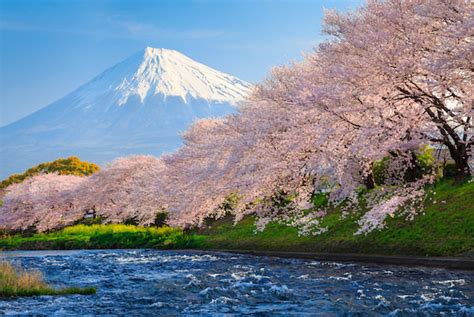 5 Amazing Locations For Cherry Blossom With Mt Fuji Photo Kokorography