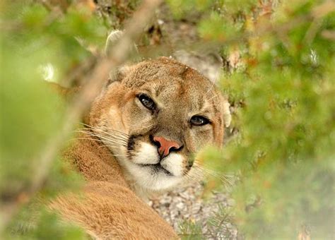 Best Mountain Lion Growling Stock Photos Pictures And Royalty Free