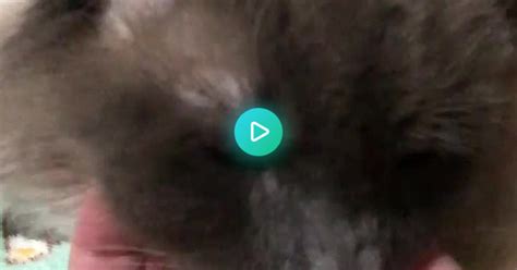 Thunder Interrupts The Scritches Album On Imgur