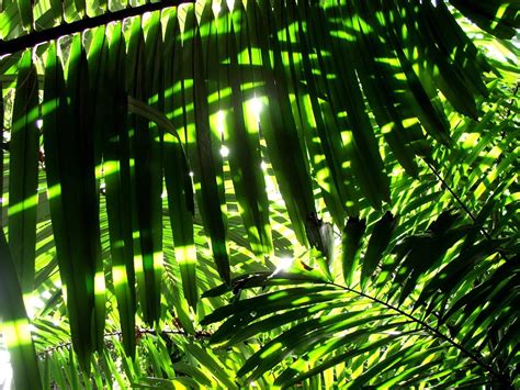 Palm Leaf Wallpaper Wallpapersafari