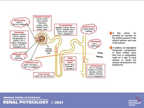 American Journal Of Physiology Renal Physiology Vol 321 No 6