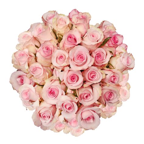 Blooming Boxes Pink Roses Bloomingmore