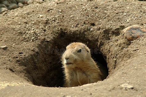 Groundhog In His Hole Stock Image Image Of Prairie Hole 62889
